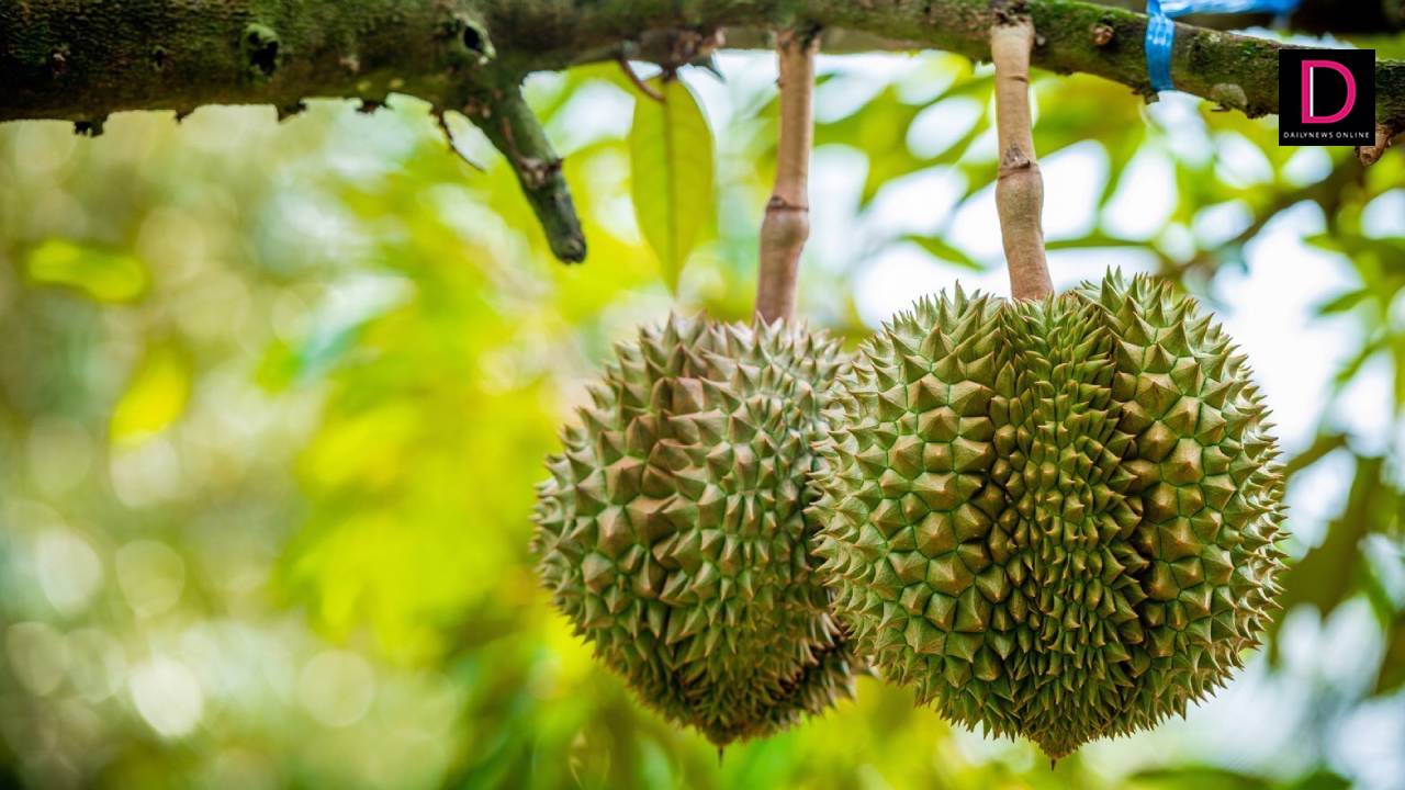 Sầu riêng bị đỏ gai