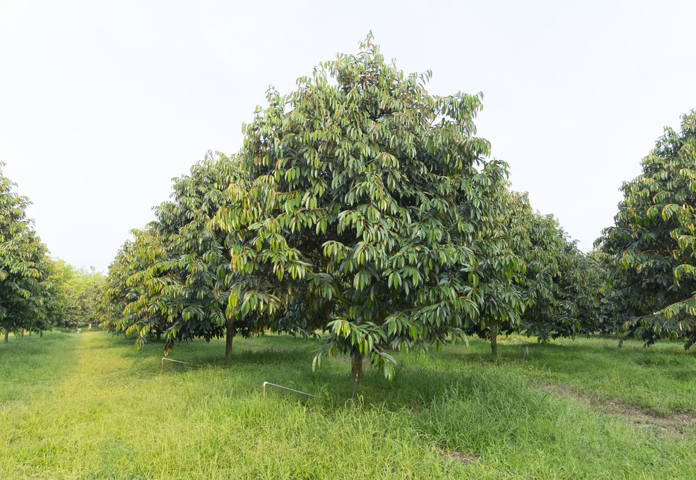 Phục hồi cây sầu riêng sau thu hoạch