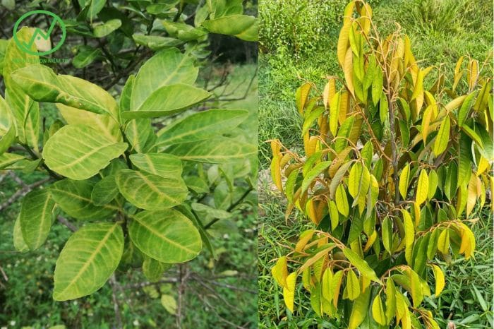 vàng lá, thối rễ trên cây trồng