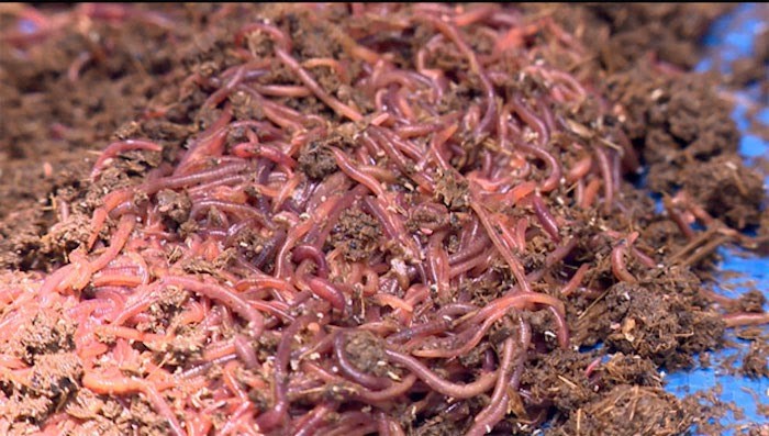 Ứng dụng phụ phẩm nông nghiệp trong mô hình tuần hoàn