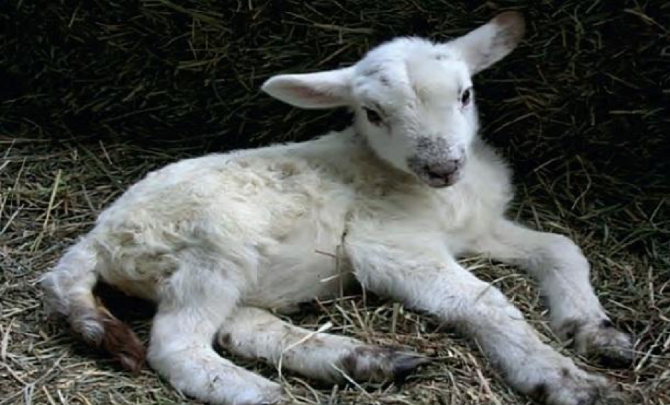 bệnh truyền nhiễm ở vật nuôi