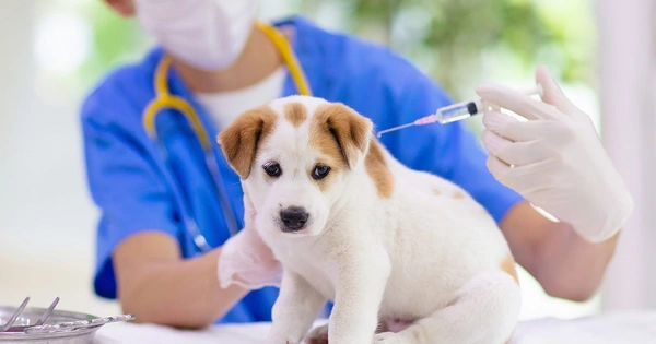 bệnh truyền nhiễm ở vật nuôi