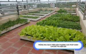 trồng rau sạch trên sân thượng