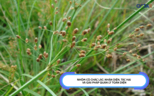 Nhóm Cỏ Chác Lác