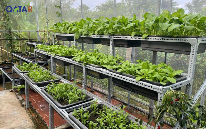 trồng rau sạch trên sân thượng