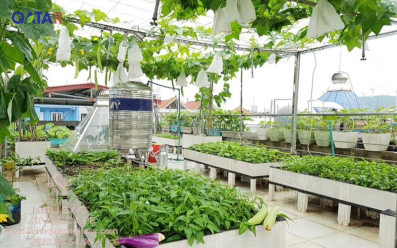 trồng rau sạch trên sân thượng