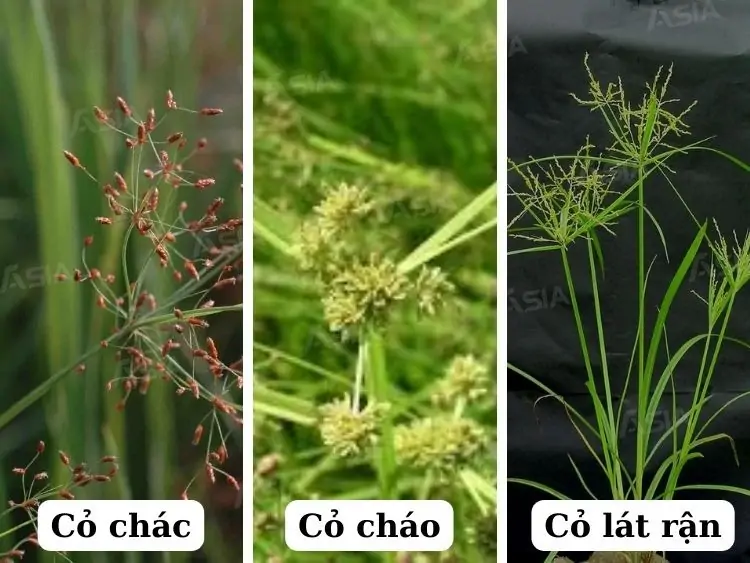 Nhóm Cỏ Chác Lác