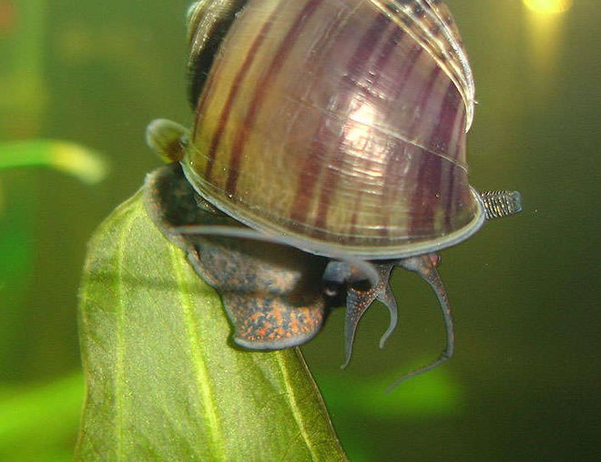 Ốc bươu vàng phá hoại