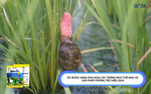 Ốc bươu vàng phá hoại