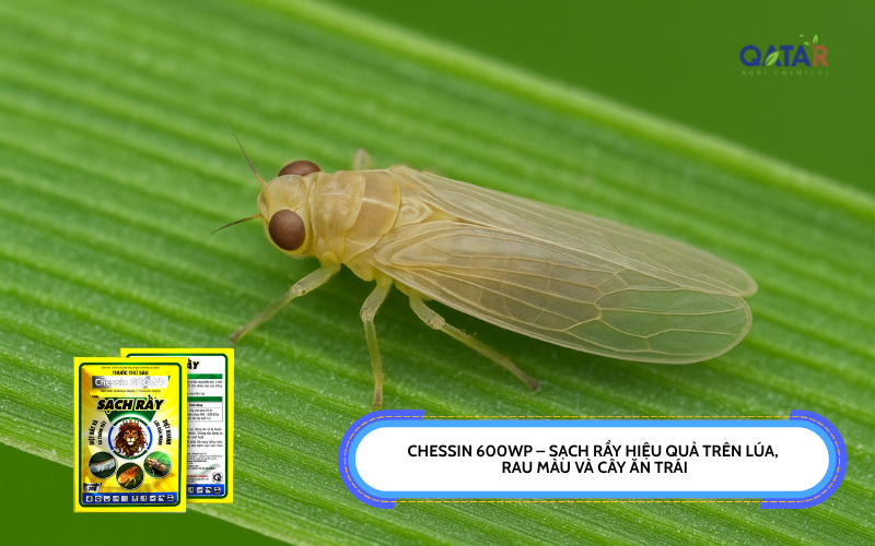 CHESSIN 600WP – SẠCH RẦY HIỆU QUẢ TRÊN LÚA, RAU MÀU VÀ CÂY ĂN TRÁI ...