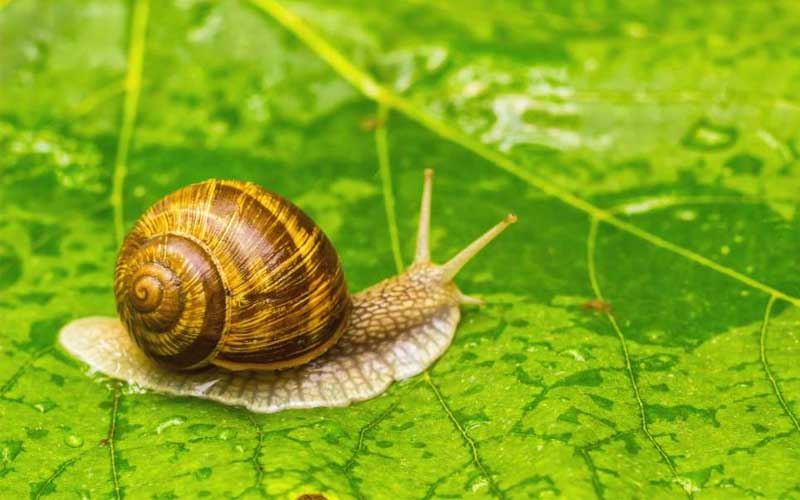 TOP 4 loại thuốc trừ ốc 