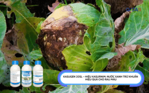 Kasugen 20SL – Hiệu Kasurnim