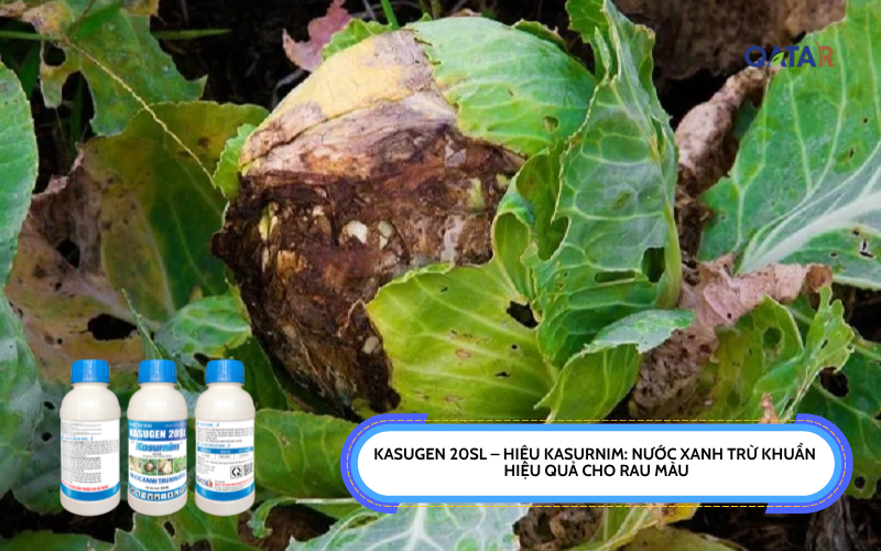 Kasugen 20SL – Hiệu Kasurnim