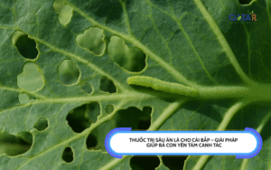 Thuốc trị sâu ăn lá cho cải bắp