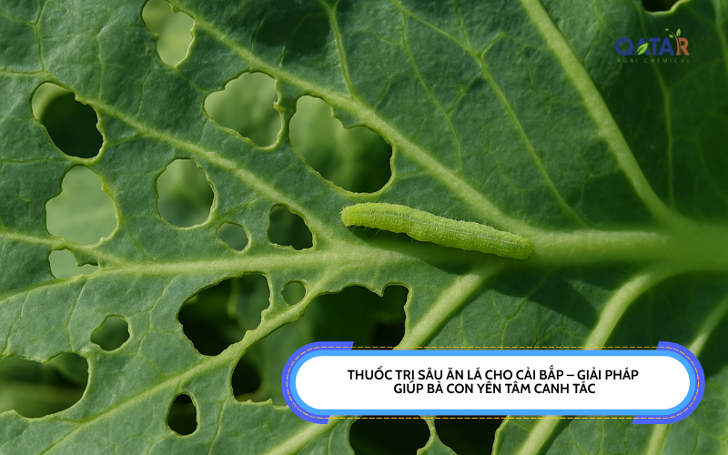 Thuốc trị sâu ăn lá cho cải bắp