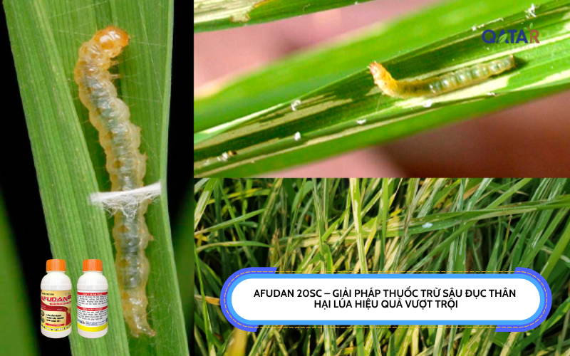 thuốc trừ sâu đục thân hại lúa