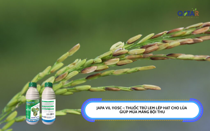 Thuốc trừ lem lép hạt cho lúa
