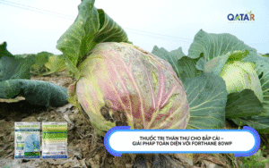Thuốc trị thán thư cho bắp cải