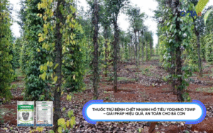 Thuốc trừ bệnh chết nhanh hồ tiêu