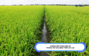 phòng trừ sâu bệnh trên cây lúa