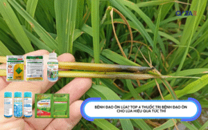 Thuốc Trị Bệnh Đạo Ôn Cho Lúa