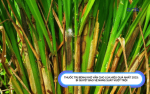 Thuốc Trị Bệnh Khô Vằn