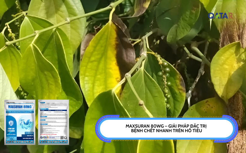 MAXSURAN 80WG