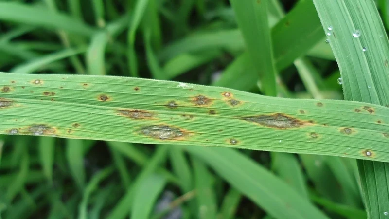 Thuốc Trị Bệnh Khô Vằn