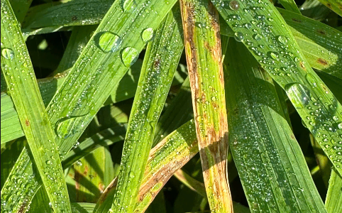 Thuốc Trị Bệnh Đạo Ôn Cho Lúa