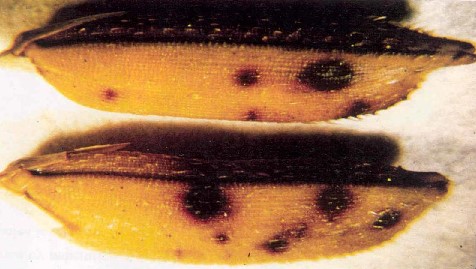 Thuốc trừ lem lép hạt cho lúa