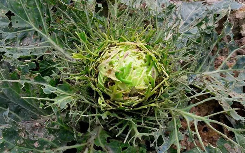 Thuốc trị sâu ăn lá cho cải bắp
