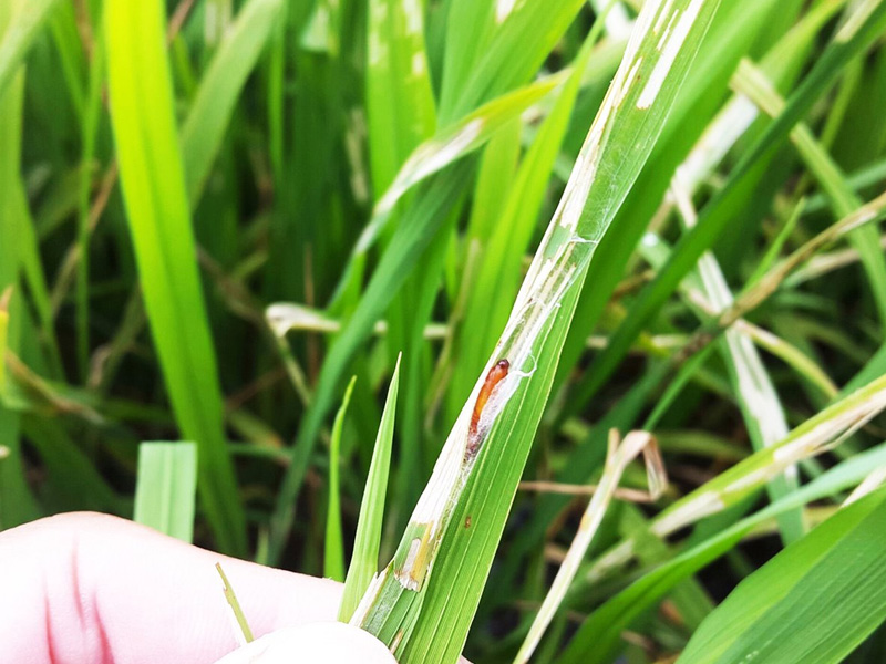 phòng trừ sâu bệnh trên cây lúa