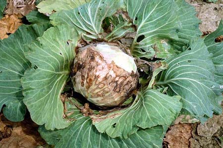 Kasugen 20SL – Hiệu Kasurnim