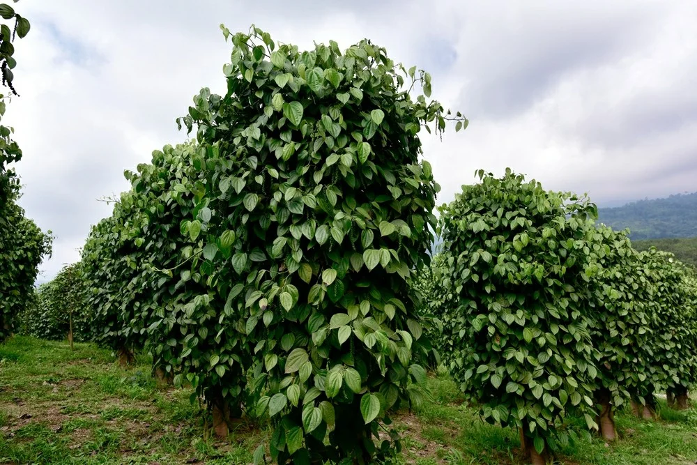 Thuốc trừ bệnh chết nhanh hồ tiêu