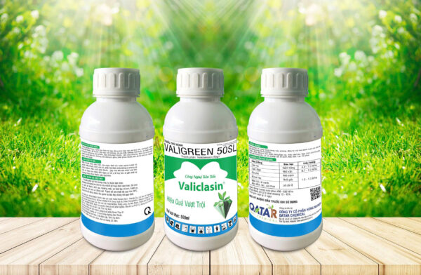 Cách Phòng Trị Bệnh Thối Gốc Khoai Tây