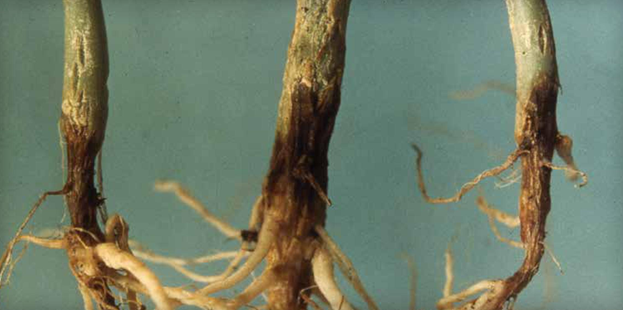 Phòng Trị Lở Cổ Rễ Bắp Cải