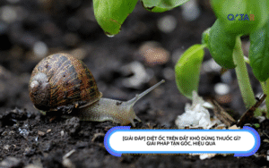 Diệt Ốc Trên Đất Khô Dùng Thuốc Gì?