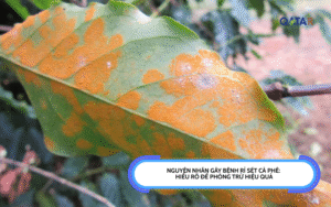Nguyên Nhân Gây Bệnh Rỉ Sét Cà Phê