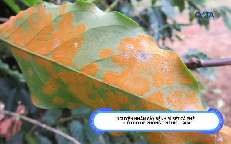 Nguyên Nhân Gây Bệnh Rỉ Sét Cà Phê