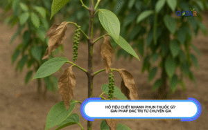 Hồ tiêu chết nhanh phun thuốc gì