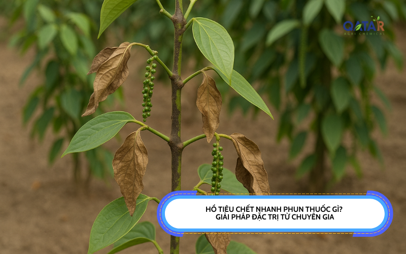 Hồ tiêu chết nhanh phun thuốc gì