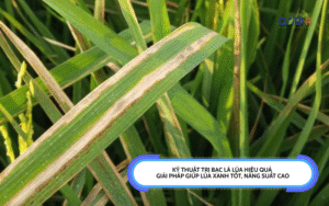 Kỹ Thuật Trị Bạc Lá Lúa