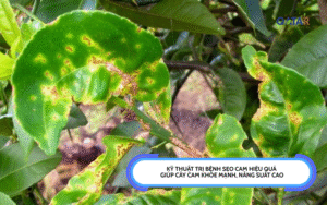 trị bệnh sẹo cam