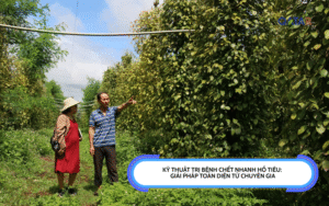 Kỹ thuật trị bệnh chết nhanh hồ tiêu