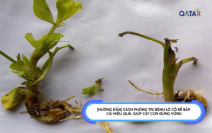 Phòng Trị Lở Cổ Rễ Bắp Cải