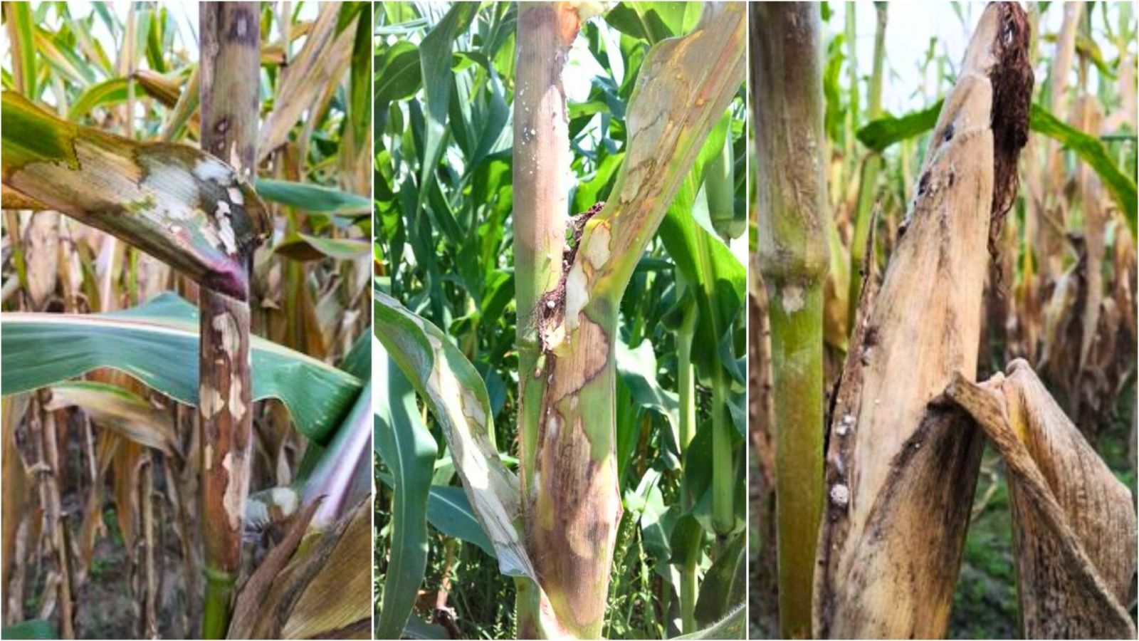 Phòng Trị Bệnh Khô Vằn Ngô