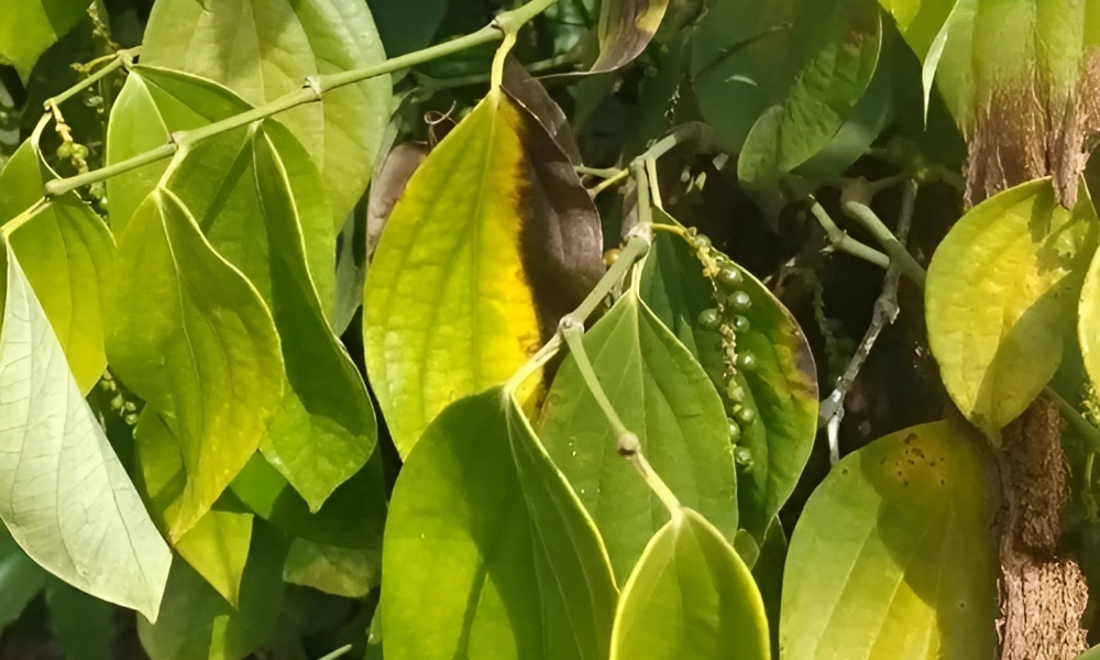 Hồ tiêu chết nhanh phun thuốc gì