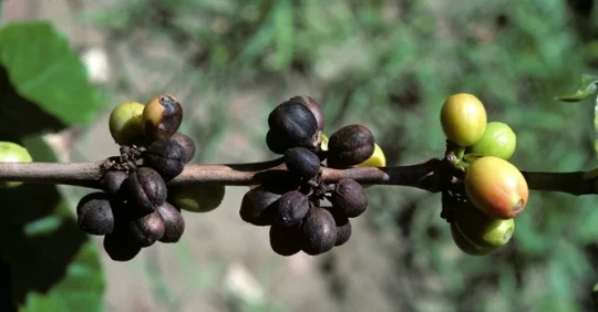 Bệnh Khô Cành Cà Phê
