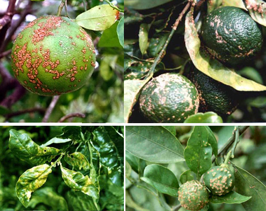 trị bệnh sẹo cam