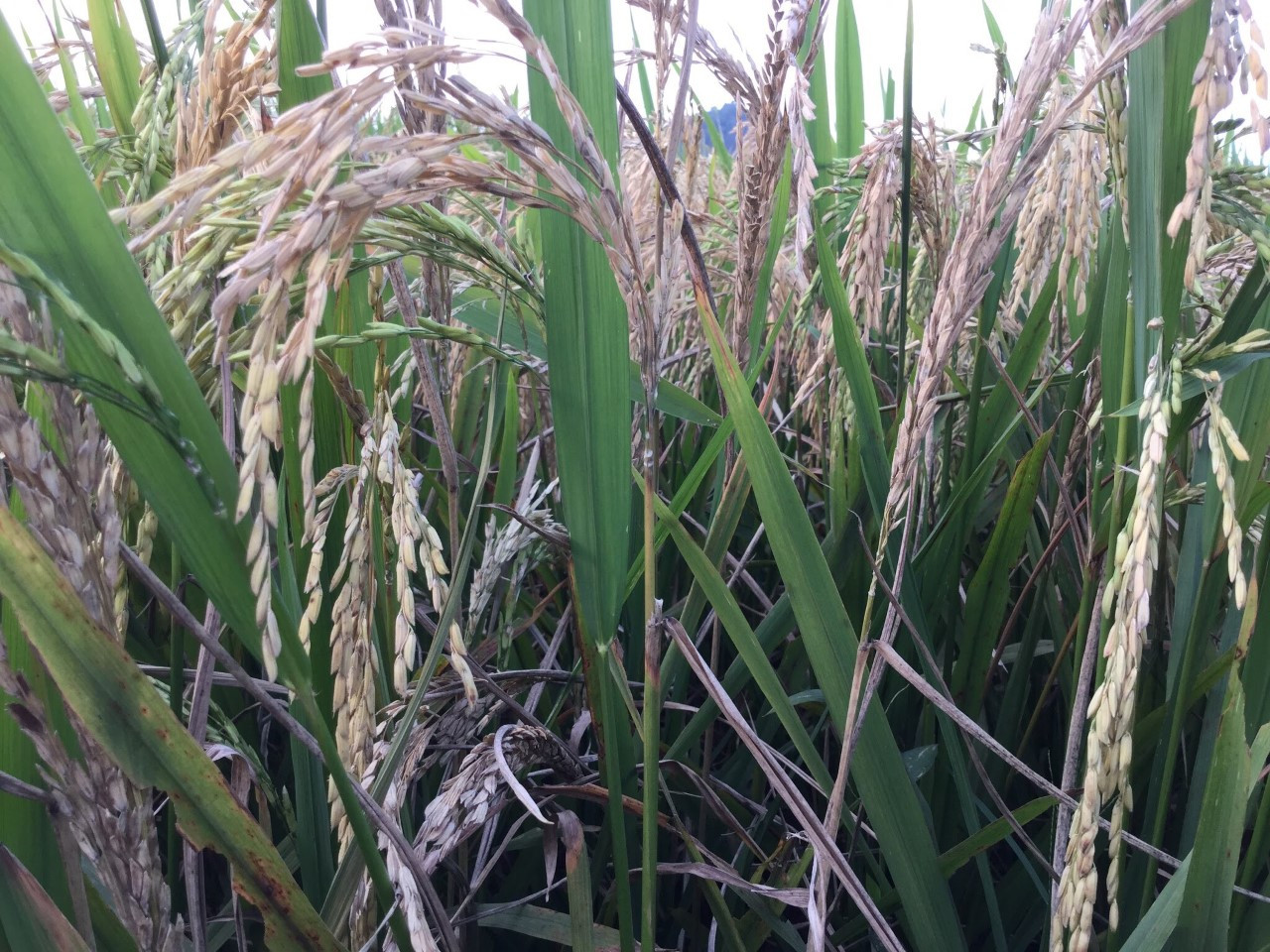 Đạo Ôn Cổ Bông Thì Phun Thuốc Gì